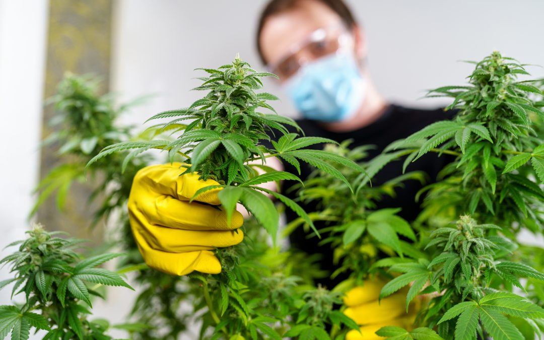 What is CannaBusiness?